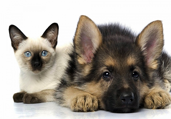 Seguro Animais Domésticos